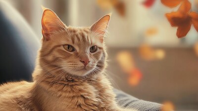 Podzim a Vaše kočka: Jak připravit srst na změny počasí