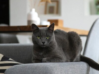 5 design accessories for the apartment. Cat-approved!