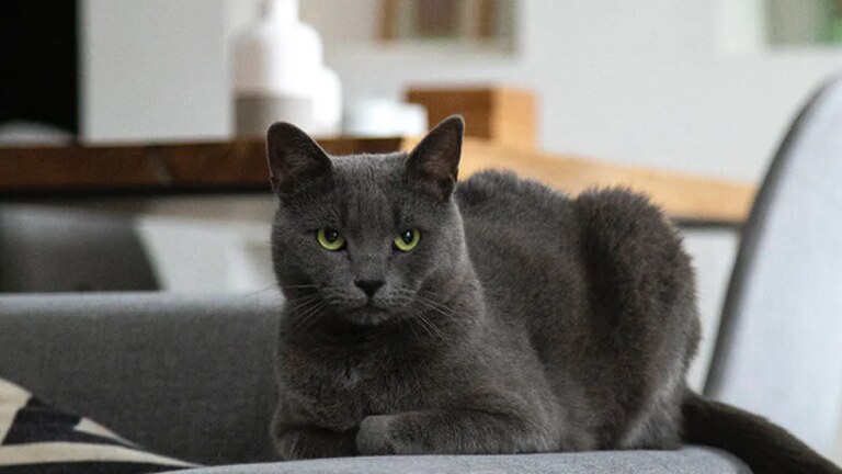 5 design accessories for the apartment. Cat-approved!