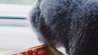 Když má kočka bezlepkovou dietu