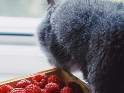 When your cat is on a gluten-free diet