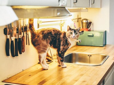 Help! My cat walks around the litter in an arc.