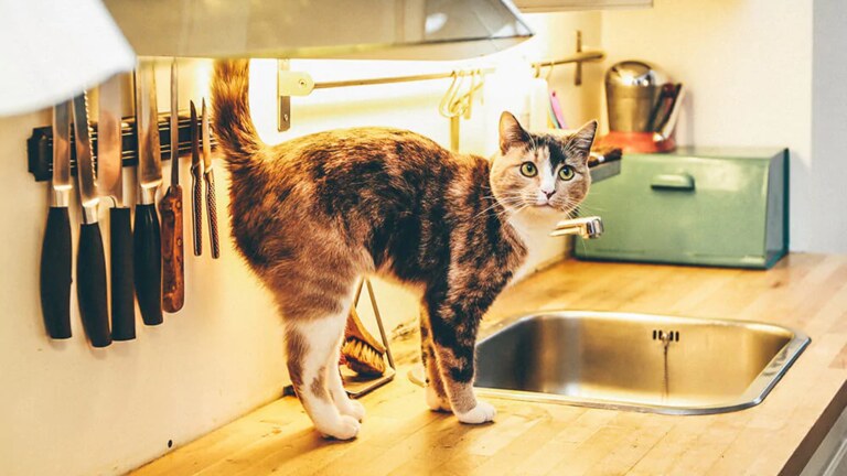 Help! My cat walks around the litter in an arc. Help! My cat walks around the litter in an arc.